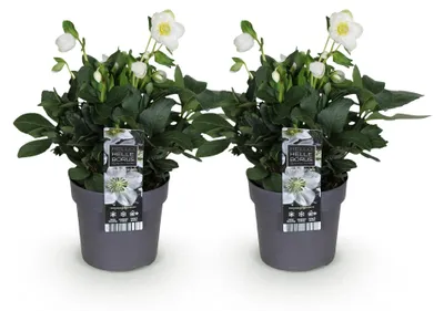 Image de Green boutiQ - Tuinplant - Kerstroos - Helleborus Christmas Carol - Witte Bloem -2 Planten - Groenblijvend - Pot 14cm Hoogte 30cm