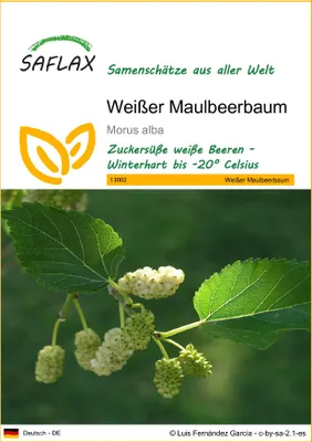 Produktbild von SAFLAX - Weißer Maulbeerbaum - 200 Samen - Morus alba