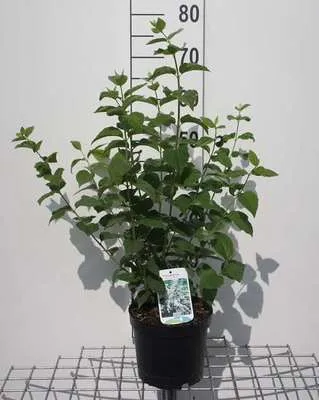 Zdjęcie produktu dla Philadelphus 'Bouquet Blanc' - Jaśmin ogrodowy 50- 60 cm - Pojemnik