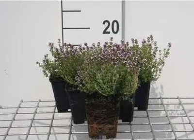 Produktbild von 6 x  Thymus citr. 'Silver Queen' ('argenteus') - Thymian - Topf 9 x 9 cm