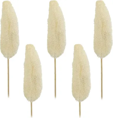 Immagine prodotto di Luffa su bastoncino fiori secchi decorazione naturale artigianato sbiancato set di 5 circa 10-15 cm