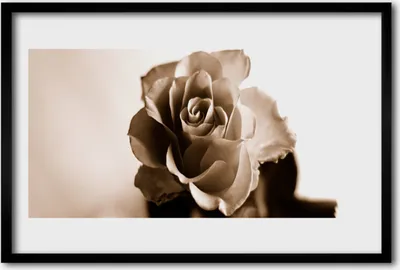 Produktbild von Bild 60x40 MDF-Rahmen Wandkunst Rose-Blumen-Anlage
