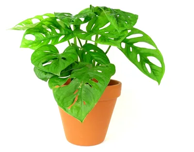 Obrázek produktu pro Gardners Monstera adansonii Monkey Mask, průměr 12 cm