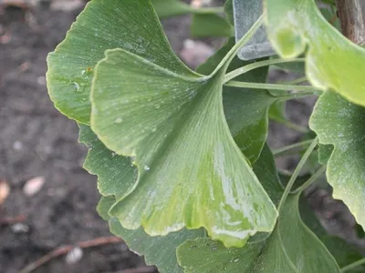 Produktbild von Ginkgo biloba Epiphylla - Fächerblattbaum Epiphylla - Götterbaum - Heilpflanze - 40-60