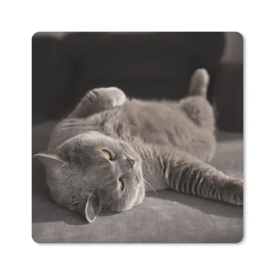 Produktbild von MuchoWow® Mauspad Mousepad Tier - Katze - Grau 20x20 cm - Mousepads - Maus Mat - Pad - Mausunterlage - Desk Mat - Bureauartikeln