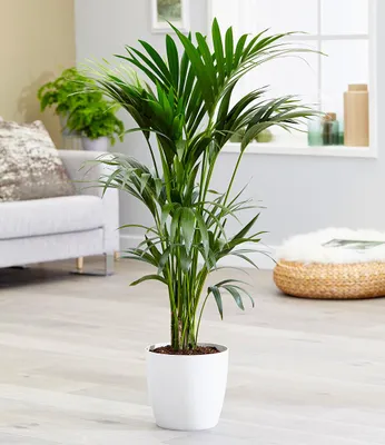 Produktbild von BALDUR Garten Zimmerpflanze Kentia Palme ca. 90-100 cm hoch, 1 Pflanze Luftreinigende Zimmerpflanze, unterstützt das Raumklima, Zimmerpalme Paradiespalme,mehrjährig-frostfrei halten,Howea forsteriana