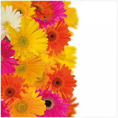 Produktbild von Wallario Memoboard Magnettafel aus Glas, Größe 50 x 50 cm, Motiv Bunte Gerberas - pinke, gelbe, rote und weiße Blüten