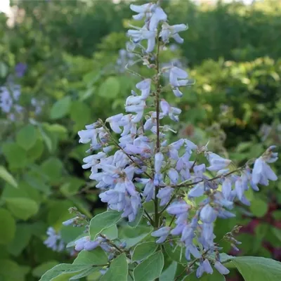 Produktbild von Desmodium elegans Albiflorum - Weißer Ähriger Wandelklee 60-80