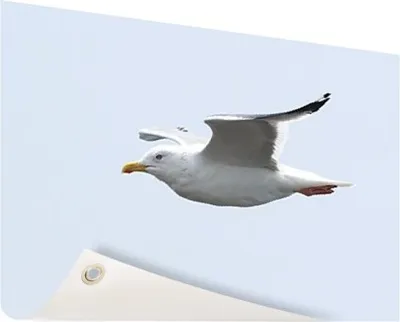 Produktbild von Gartenposter - 120x80 cm - Seagull  - Modernes Wandbilder
