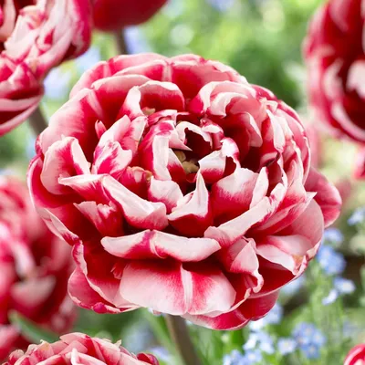 Produktbild von Tulpenzwiebeln Winterhart Mehrjährig - Double Red-White Passion - 20 Blumenzwiebeln - Pflanzen aus Holland - Tulpenzwiebeln für Garten, Töpfe und Balkon (große Knollen, kein Samen, nicht künstlich)