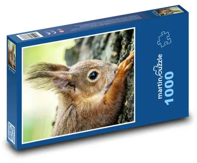 Zdjęcie produktu dla martinpuzzle - Puzzle 1000 elementów - Veverka