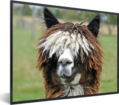 Produktbild von MuchoWow® MuchoWow® Gerahmtes Poster Alpaka - Fell - Braun 40x30 cm - Poster mit zchwarzem Bilderrahmen - Kunstposter - Wanddekorationen