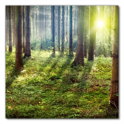Produktbild von Wallario selbstklebende Möbelfolie/ Tischdecke für Innen und Außen, Größe: 80 x 80 cm - Sonnenuntergang im Wald zwischen den Bäumen