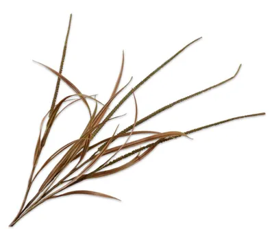 Produktbild von Silk-ka Kunstblume – Seidenblumen-Graszweig, grün-braun, 132 cm