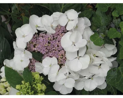 Obrázek produktu pro Hortenzie velkolistá bílá FloraSelf Hydrangea macrophylla výška 30-40 cm květináč 4 l
