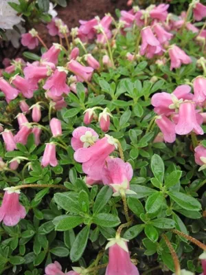 Produktbild von Kleinwüchsige Alpenrose - Rhododendron campylogynum var. myrtilloides