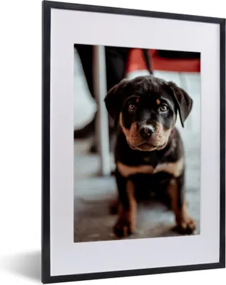 Produktbild von MuchoWow® MuchoWow® Gerahmtes Poster Jung - Hund - Kamera 30x40 cm - Poster mit zchwarzem Bilderrahmen - Wandposter Schlafzimmer