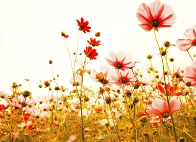 Produktbild von A.S. Création Fototapete Designwalls Blumentapete rot weiß grün Vlies glatt