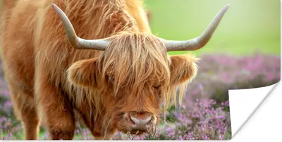 Produktbild von MuchoWow® Poster Schottischer Highlander - Lila - Blumen 40x20 cm - Poster für die Wand - Poster Schlafzimmer
