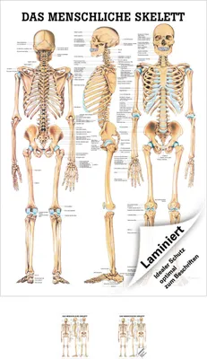 Produktbild von Das menschliche Skelett Mini-Poster Anatomie 34x24 cm medizinische Lehrmittel