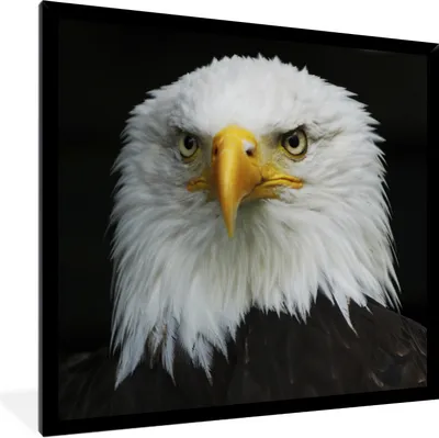 Produktbild von MuchoWow® Gerahmtes Poster Adler - Schwarz - Weiß 40x40 cm - Poster mit Schwarzem Bilderrahmen Wandposter Rahmen Foto Bilder - Mit Rahmen - Wanddekoration Schlafzimmer