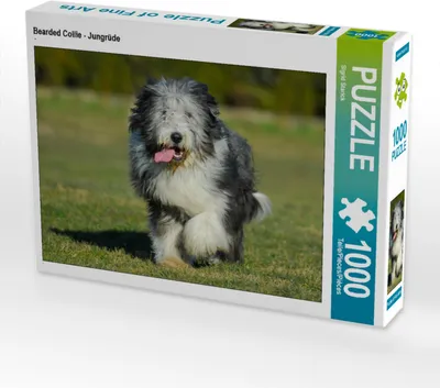 Produktbild von CALVENDO Puzzle Bearded Collie - Jungrüde | 1000 Teile Lege-Größe 64x48cm Foto-Puzzle für glückliche Stunden