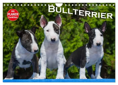 Produktbild von Bullterrier (Wandkalender 2027 DIN A4 quer), CALVENDO Monatskalender