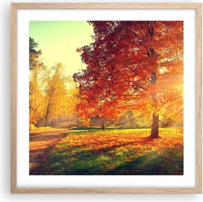 Produktbild von Gerahmtes Poster - Rahmen in heller Eiche - Park Herbst Baum - 50x50 cm - Wand Bild - Wanddeko - Wandbilder - Kunstposter - Wandposter - Bilderrahmen - Bilder - Kunstdruck - Wandbild - P2NAC50x50-3654