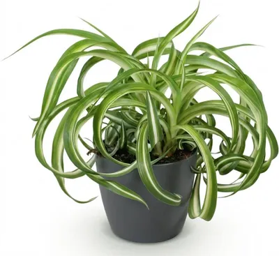Obrázek produktu pro Chlorophytum comosum Bonnie - pokojová rostlina v šedém kvetináci, prumer 12cm