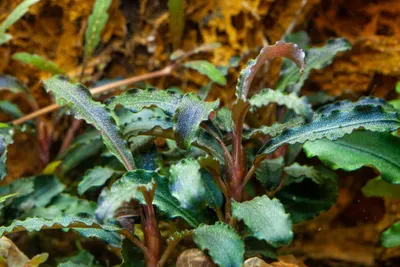 Produktbild von Aquariumpflanze Bucephalandra 'Kedagang' Tropica Nr.139B Wasserpflanzen Aquarium