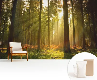 Obrázek produktu pro Samolepicí fototapeta – 416 x 254 cm – tapeta – nástěnná tapeta – nástěnné obrazy – samolepicí fólie – dekorativní fólie – tapetová fólie – stěna – dekorace – obývací pokoj – ráno v lese
