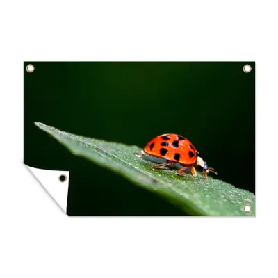 Obrázok produktu pre MuchoWow® Vonkajší plagát - Záhradná dekorácia ochrana súkromia - Záhradné plagáty pre záhradu - Makrofotografia hmyzu liegeman - 60x90x0.2cm