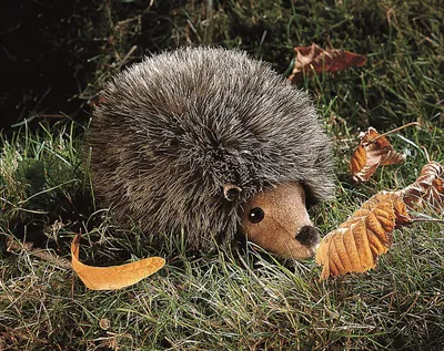 Produktbild von Kösen Igel Linus 18 cm Kuscheltier