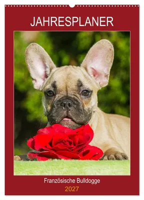 Produktbild von Jahresplaner Französische Bulldogge (Wandkalender 2027 DIN A2 hoch), CALVENDO Monatskalender