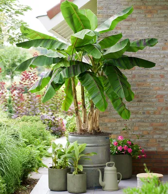 Produktbild von BALDUR Garten 1x Winterharte Banane 'Ever Red®', Pflanze im 10,5 cm-Topf, kastanien-rötliche Streifen, winterhart bis -10 °C, exotische Kübelpflanze, mehrjährig, für Garten, Balkon & Terrasse