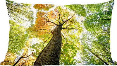 Produktbild von MuchoWow® Zierkissen Sofakissen Wohnzimmer Dekokissen 50x30 cm Baum - Natur - Wald - Wohnzimmerdekoration - Polster mit Photo