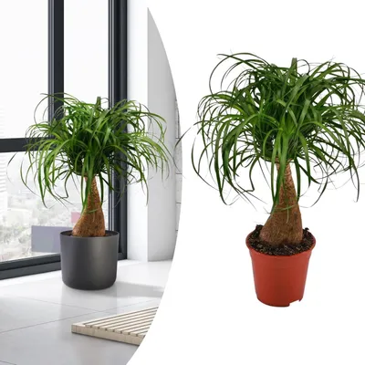 Zdjęcie produktu dla Elzusha - Roślina Beaucarnea Olifantspoot, wysokość 70 cm - Egzotyczna roślina pokojowa oczyszczająca powietrze