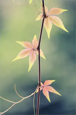 Produktbild von Wallario selbstklebendes Poster - Herbstblume, Größe: 61 x 91,50 cm