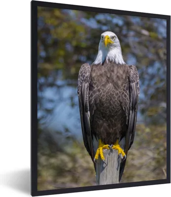 Produktbild von MuchoWow® MuchoWow® Gerahmtes Poster Ein Weißkopfseeadler sitzt auf einem Holzpfahl 30x40 cm - Poster mit zchwarzem Bilderrahmen - Wanddeko - Kunstdrucke