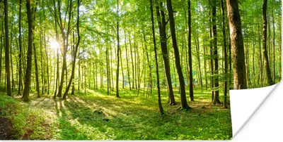 Produktbild von MuchoWow® Poster Natur - Bäume - Wald - Grün - Sonnenlicht 160x80 cm - Foto Poster