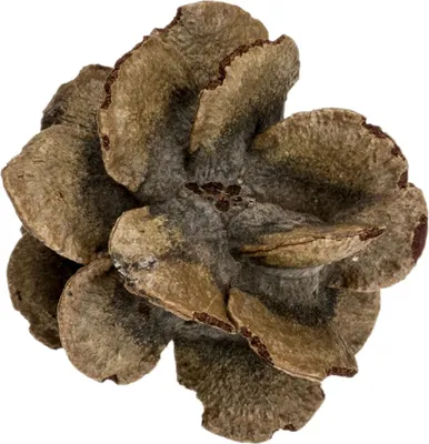 Produktbild von Banksia Laricina Zapfen Größe ca. 5-7cm