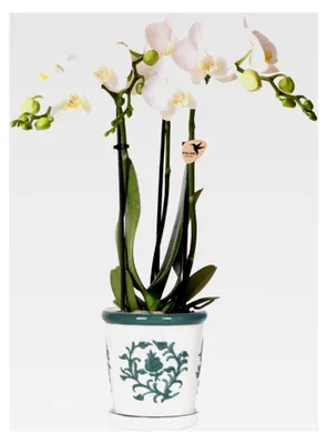 Produktbild von Orchids weiße Phalaenopsis Orchidee Amabilis + Malaga Ziertopf grün - Topfgröße 9cm