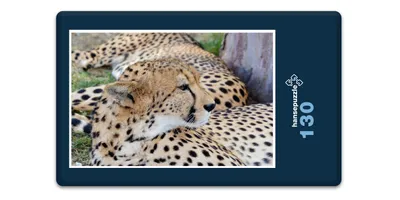 Produktbild von hansepuzzle 18304 - Leopard Puzzle, 130 Teile, Natur, 28,7 x 20,0cm mit hochwertiger Aufbewahrung, Kartonbox und wiederverschließbarem Beutel