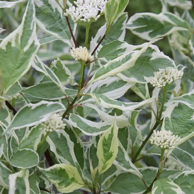 Immagine prodotto di 2 x  Hartriegel  - Cornus alba 'Elegantissima'  | 60-80 cm in Container
