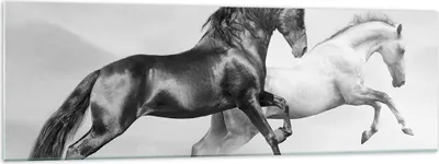 Produktbild von Bilder auf glas - Pferde Tiere Galopp Wiese - 160x50cm - Glasbilder - Wandbilder - Kunstdruck - zum Aufhängen bereit - Wanddekoration aus Glas - Glas Bilder - Wandbild auf Glas - GAB160x50-2683