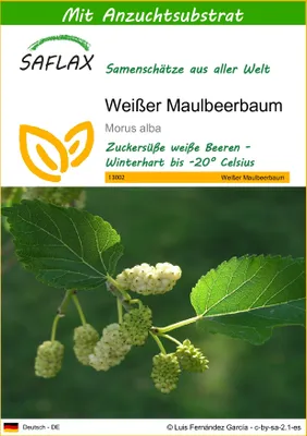 Produktbild von SAFLAX - Weißer Maulbeerbaum - 200 Samen - Mit keimfreiem Anzuchtsubstrat - Morus alba