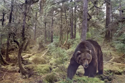 Produktbild von Wallario selbstklebendes Poster - Gefährlicher Grizzlybär im Wald, Größe: 61 x 91,50 cm
