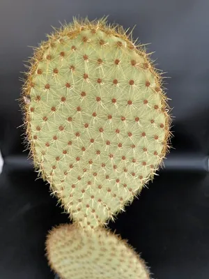 Image de Opuntia scheerii