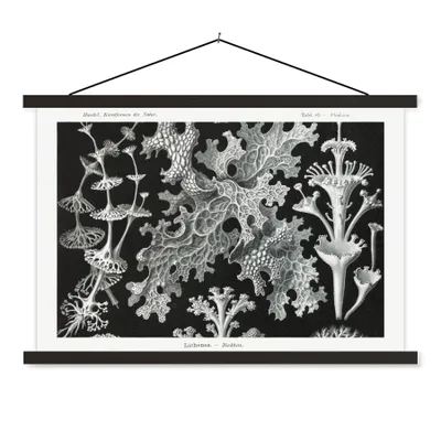 Produktbild von MuchoWow® Textilposter Kunst - Koralle - Ernst Haeckel - Alte Meister - Natur 120x80 cm mit schwarzem Rahmen - Wanddeko