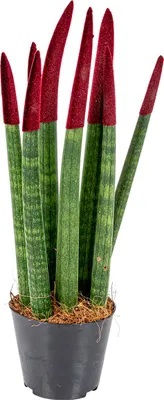 Image de Bloomique - Sansevieria Velvet Touch - Langue de belle-mère - Plantes d’intérieur - Dépolluante - Très Facile à Entretenir - Hauteur 20-30 cm - Pot 9 cm
